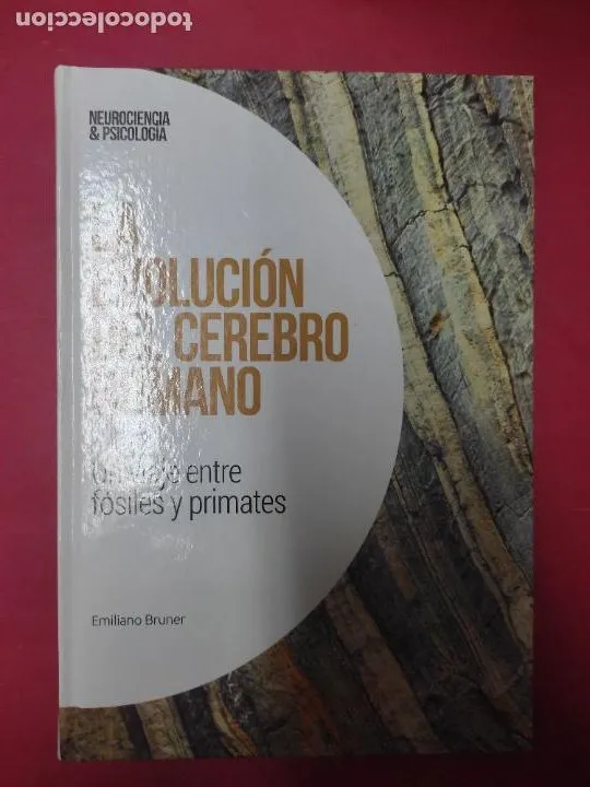 la evolución del cerebro humano, Un viaje entre fósiles y primates, Emiliano Bruner, ed. EMSE la evolución del cerebro humano, Un viaje entre fósiles y primates, Emiliano Bruner, ed. EMSE